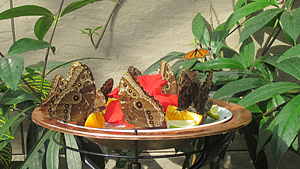 Papillons au Biodôme de Montréal